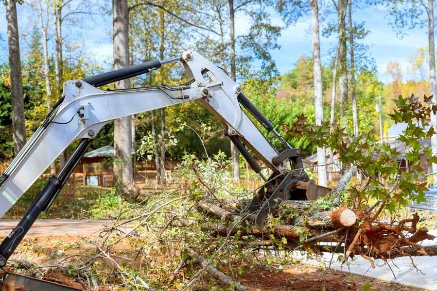 Tree Surgeon Service
