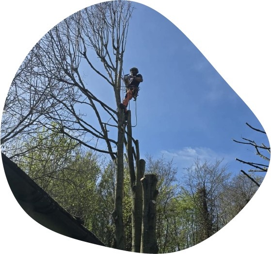Tree Surgeon in your area